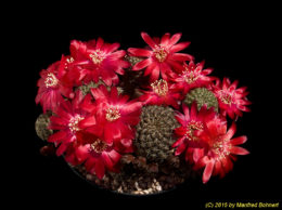 Sulcorebutia verticillacantha HS140 2037